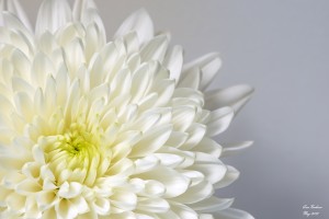 White Mum Flower